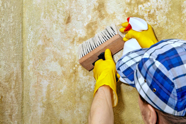 Best Industrial Mold Remediation  in Falls Creek, PA