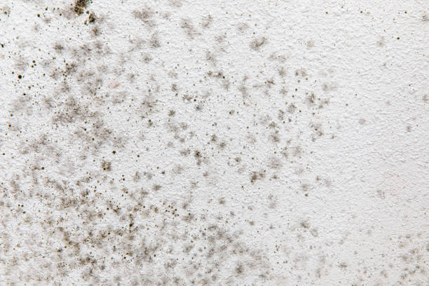 Best Real Estate Mold Inspection  in Falls Creek, PA