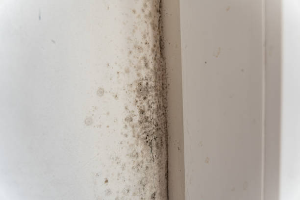 Best Emergency Mold Remediation  in Falls Creek, PA