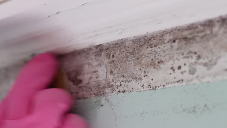 Best HVAC Mold Inspection and Cleaning  in Falls Creek, PA